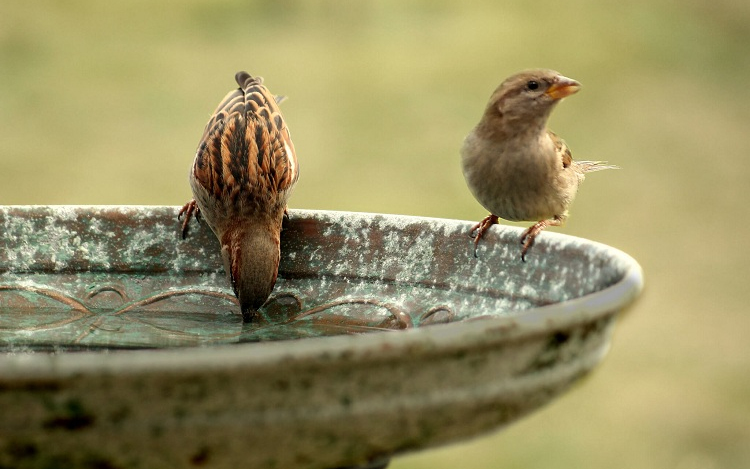 Hőség - Itassuk a madarakat a kánikulában!